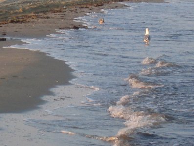 goro il mare