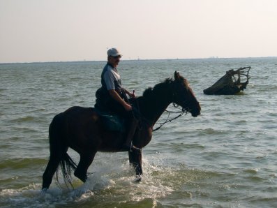 cavallo in mare lido di volano