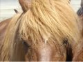 emozioni a cavallo